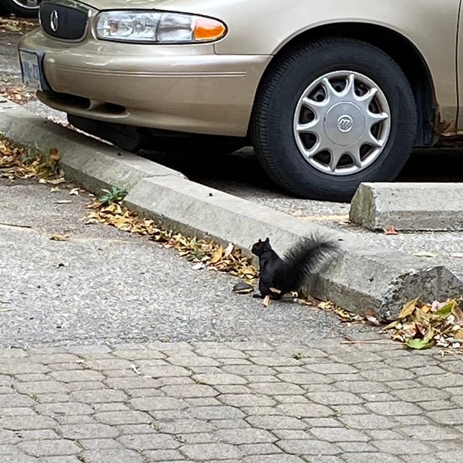 toronto-5